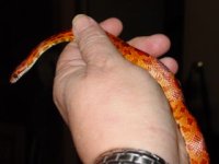 newest snakes 056.jpg