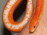 091806 hydi fs (3).JPG