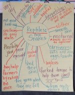 corn snake word web.jpg