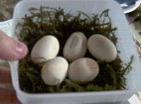 eggs=5crop.jpg