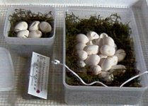 rubyeggsall=crop.jpg