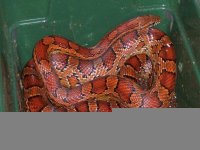 kentucky corn snake.jpg