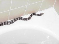 anery corner of tub.jpg