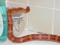 normal corner of tub.jpg