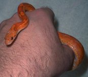 Sangre062606-1.jpg