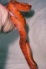 Sangre062606-2.jpg