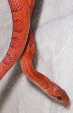 Sangre062606-4.jpg