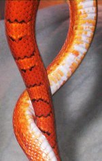 Sangre062606-3.jpg