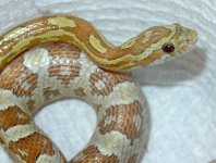 Karma-deli-jan06-exc-2.jpg