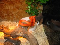 sig-viv.jpg