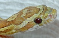 Karma-deli-jan06-exc-2-head.jpg