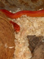 sig-viv2.jpg