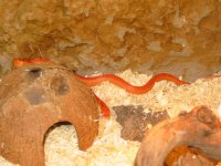 sig-viv3.jpg