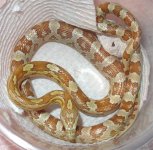 Karma-deli-jan06-exc.jpg