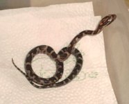 hatchling-1.jpg