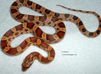 okeefemale1103.jpg