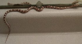 mago and the mirror 1.jpgsmall.jpg