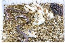 dead hatchlings1 small.jpg