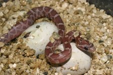 hatch-lavendergl-005.jpg
