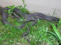 Water snakes.JPG