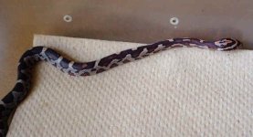 hatchling-2.jpg