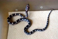 hatchling-3.jpg