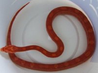 Amel Motley Female.jpg