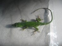 anole1.jpg