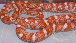 AmelBandMomale5-31.JPG