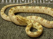 buttert.jpg