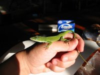 anole4.jpg