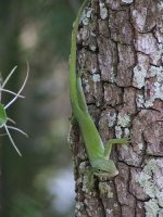 anole5.jpg