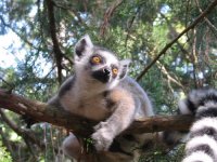 baby lemur.jpg