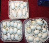 eggs-size-comparison-4-clutches.jpg