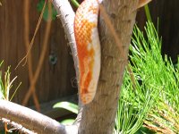 Snake Rio July 4th 2004 010.jpg