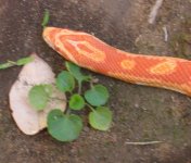 Snake Rio July 4th 2004 016.jpg