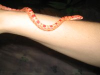 Redd 006.jpg
