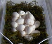 eggs=22crop.jpg