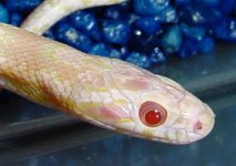 powder-close-closehead11`4.jpg