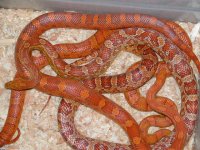 Comparison, Lava Okeetee, Sunkissed Okeetee, Regular Hypo.JPG