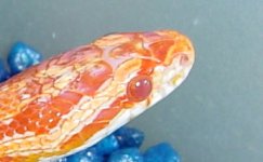 rasberry-upper-bluestones-1.jpg
