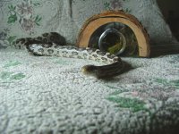 DSCF2074.JPG
