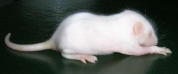 fuzz2.jpg
