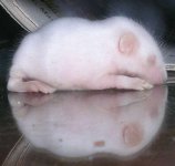 fuzz3.jpg