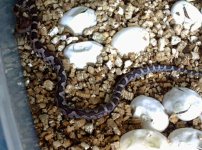 hatchling-1.jpg