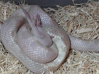 Yuki-Onna as a yearling.JPG