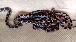 hatchling-2.jpg