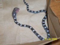 Picture2 053.jpg