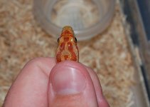 DSC_2231.JPG