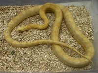 Ultra Hypo Butter Motley.JPG